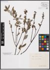 Foto von Salix aurita L. x Salix repens L.